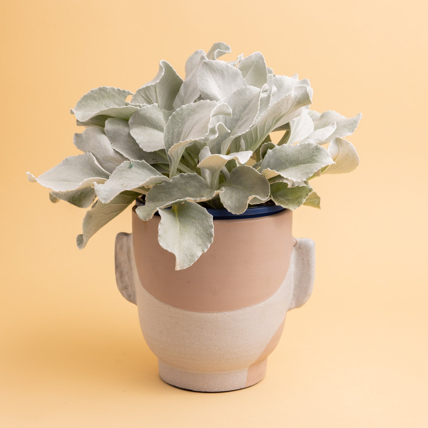 Plant + Pot (Medium)