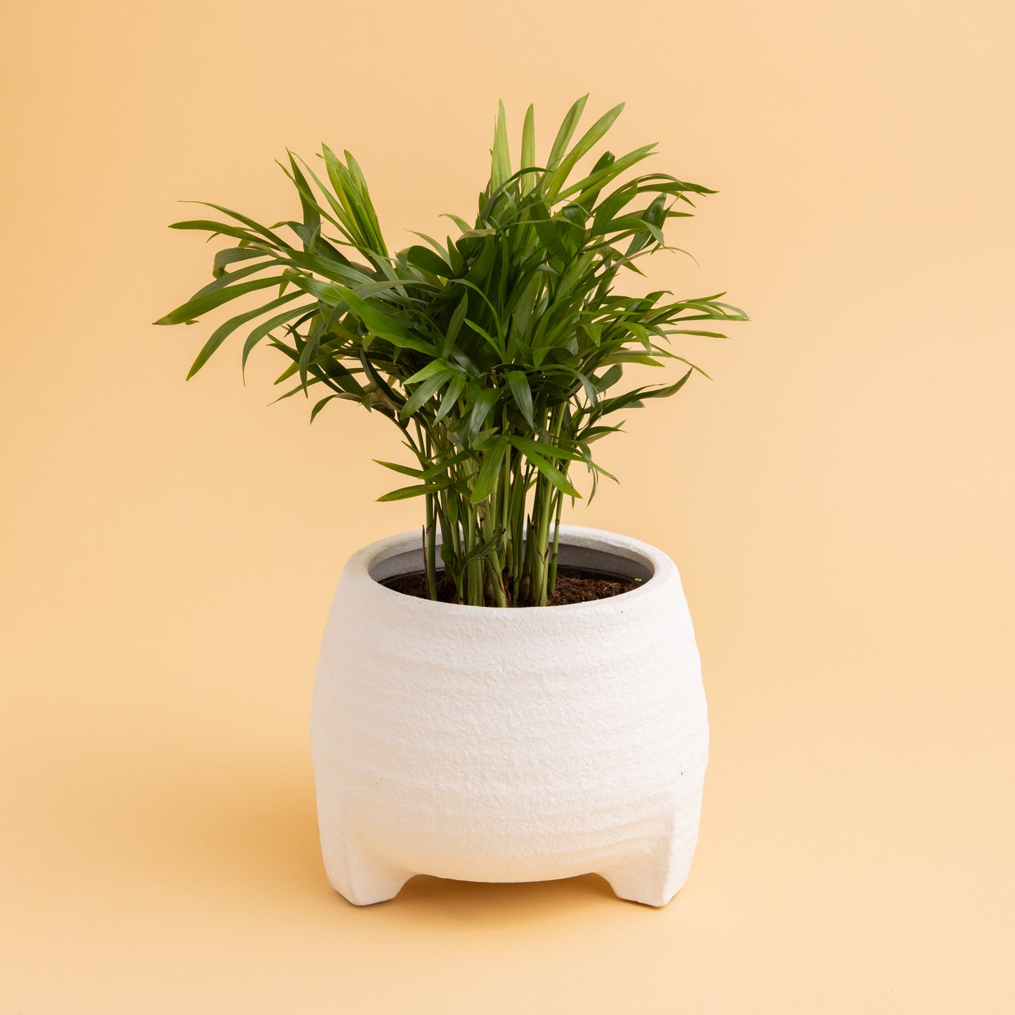 Plant + Pot