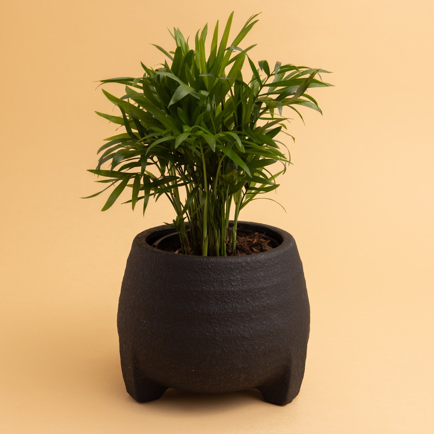 Plant + Pot