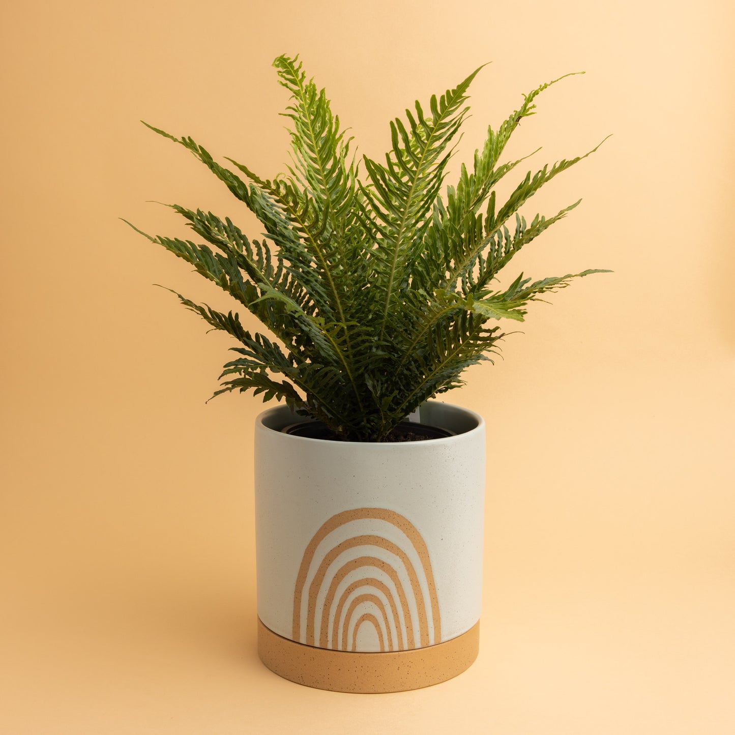 Plant + Pot (Large)