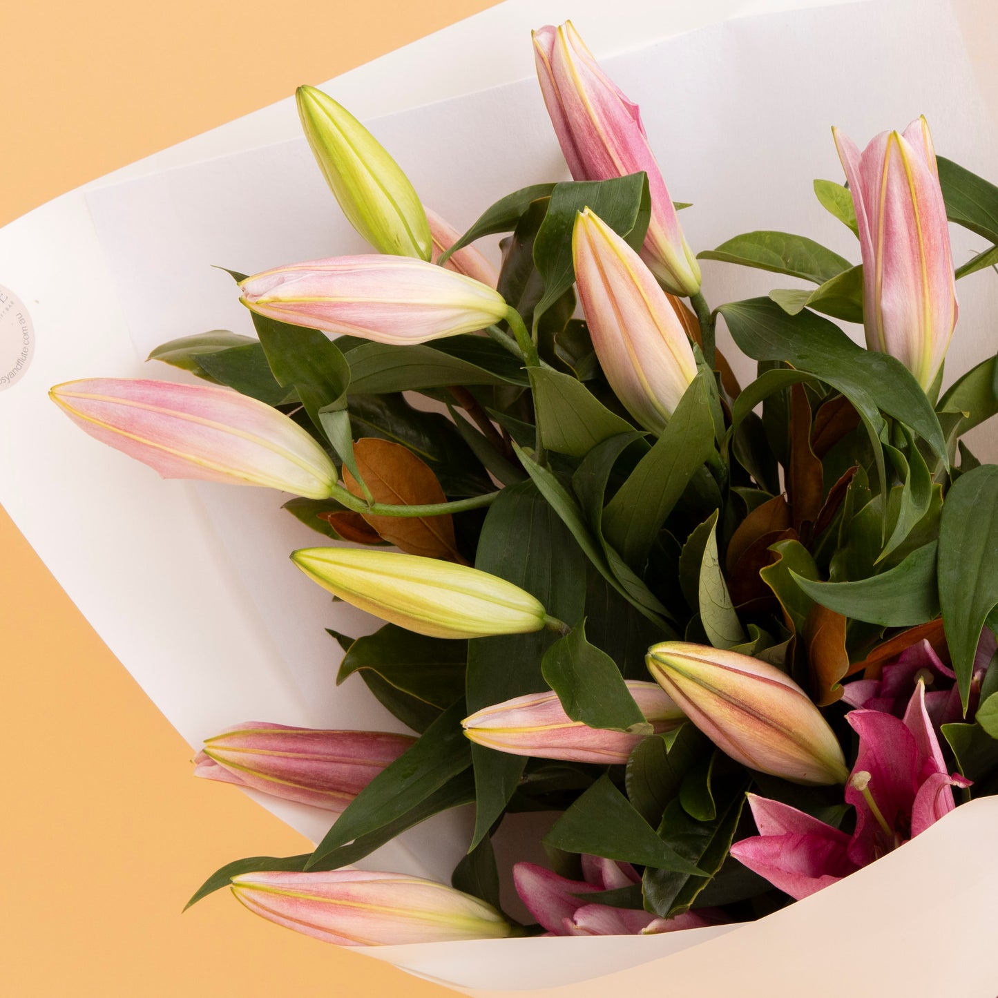 Oriental Lily - Classic
