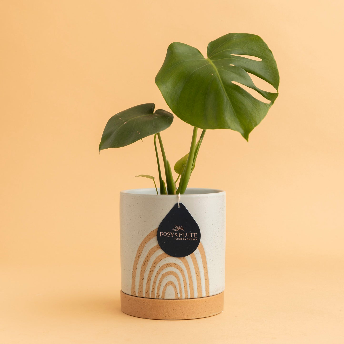 Cassia Pot + Plant