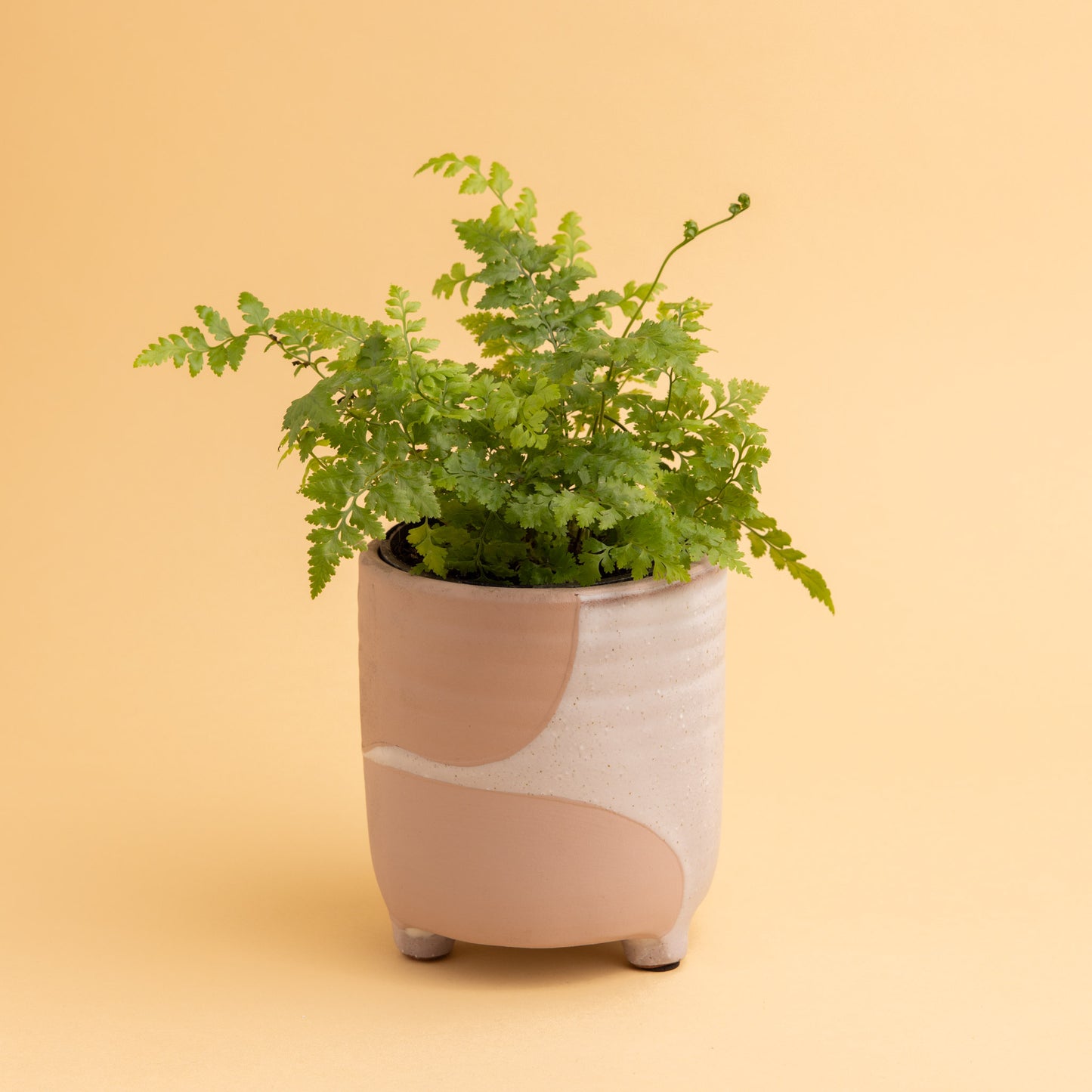 Fern Plant + Pot