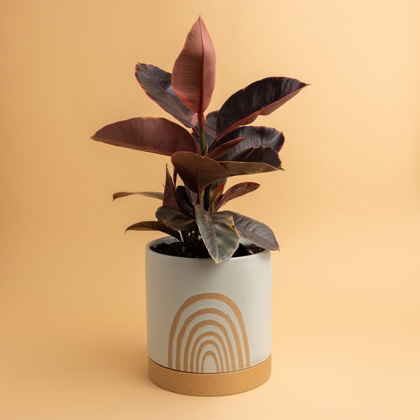 Cassia Pot + Plant (Large)