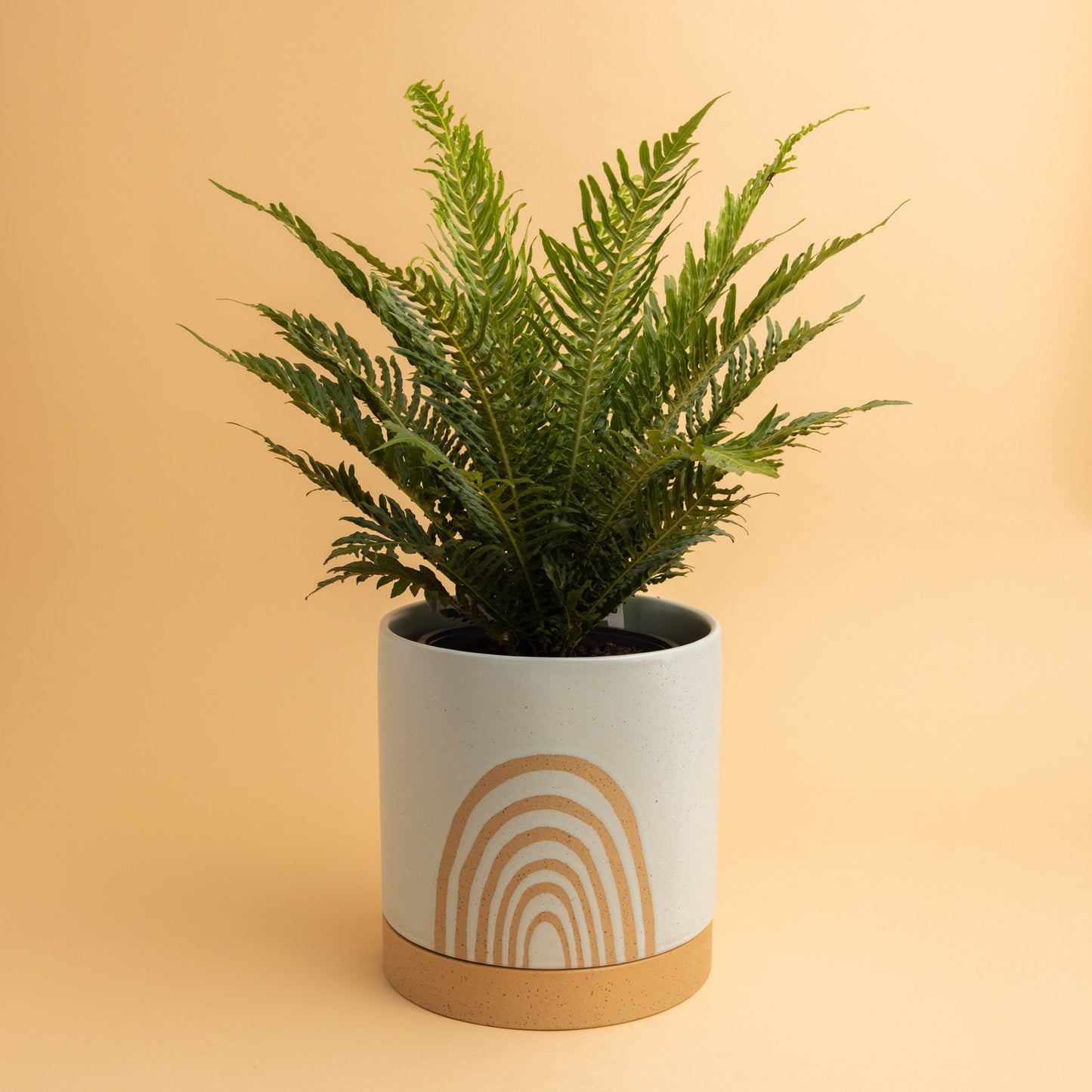 Cassia Pot + Fern Plant (Large)