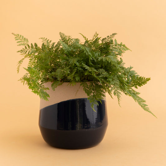 Odetto Pot + Plant