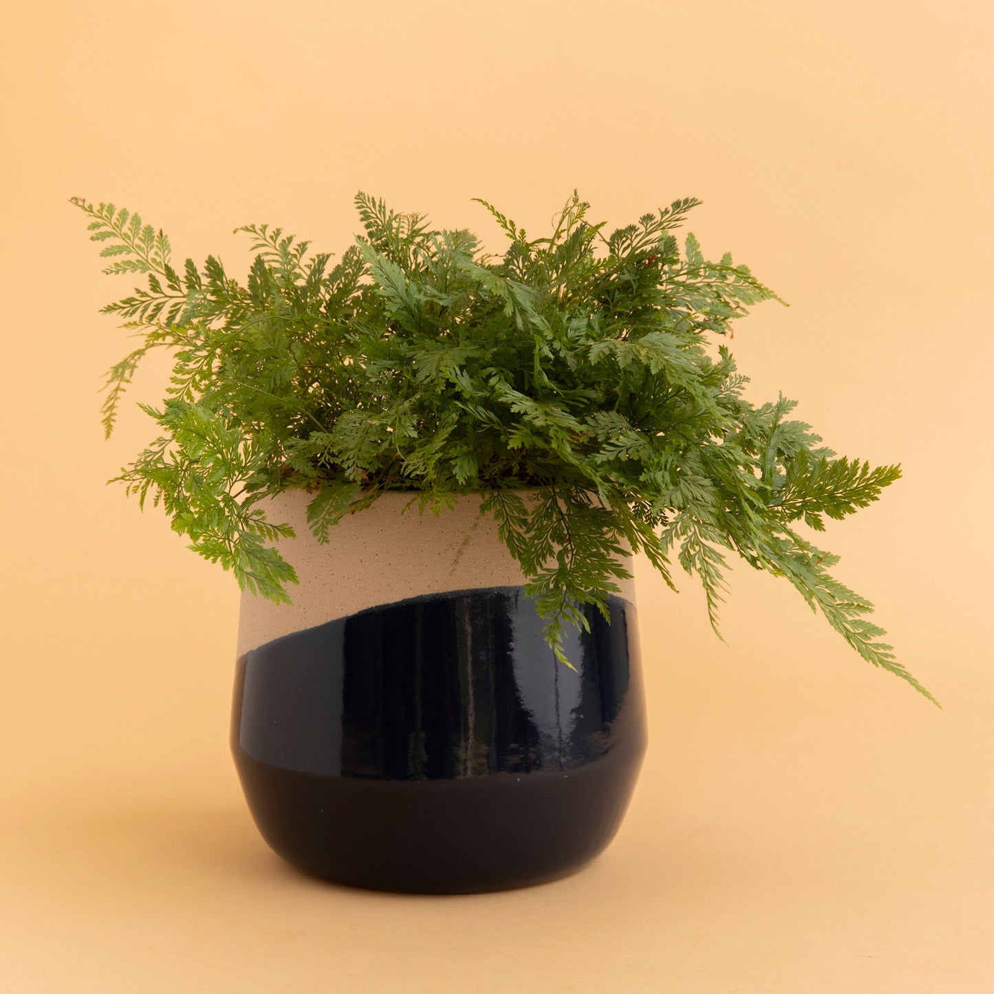 Odetto Pot + Plant