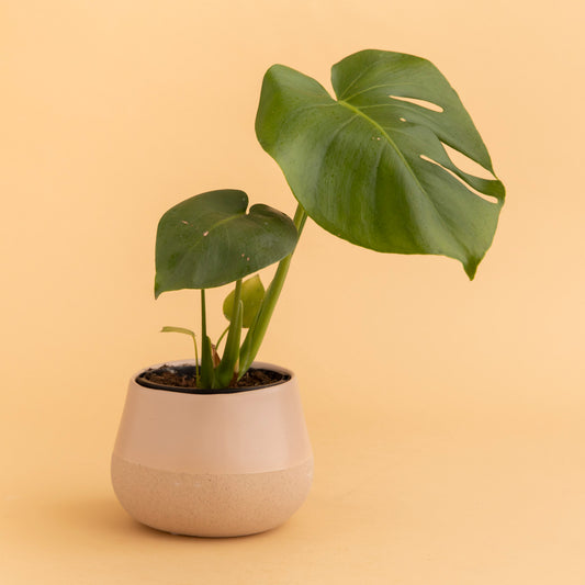 Losetta Pot + Plant